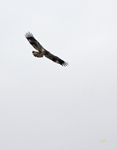 Bald Eagle 6202